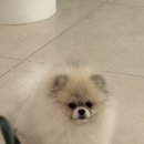 빠져봅시다 | 파티 포메라니안 왜 파티라고 부를까요? 파티포메의 매력에 빠져봅시다!