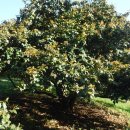 서천 마량리 동백나무 숲 이미지