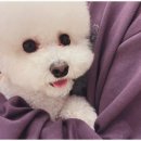 부산애견 이미지