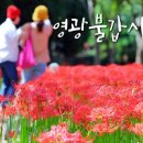 용천사 꽃무릇공원: 가을 여행의 낭만 이미지