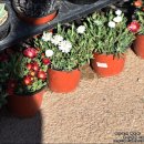 이동꽃마을 이미지