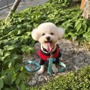 니니언니 | 활동하기 좋은 키니키니미니니프렌즈 콜라보 강아지올인원 내복 후기