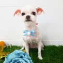 핑크펫샵 이미지