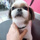 위드독스샵 이미지