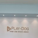 플레이독 파주본점 파주강아지샵 방문 후기