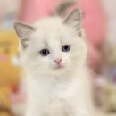 더육
