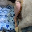 조규만외과동물병원 | OPD+3 조규만외과동물병원 수술후기