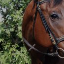 미사리 승마공원 이미지