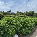 온평부동산갤러리공인중개사사무소 이미지