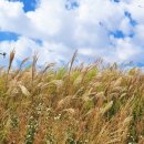 배곧생명공원 이미지