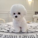 펫 탑 클래스 이미지