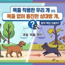 김훈대법무사사무소 | [분당법무사] 반려견 산책 중 개물림 사고 손해배상소송 대처법 (김훈대법무사의 법률 가이드)