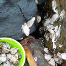 죽림4로 이미지