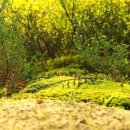 양지식당 이미지