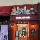 수카페 | 귀여운 고양이를 마음껏 볼 수 있는 고양이카페 후기, 루프캣미 명동점