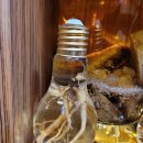 심마니산약초산삼백숙 이미지