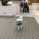 킨더독 이미지