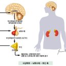 타액 호르몬 검사 - 코티졸, DHEA, 멜라토닌 검사. 한마디로 스트레스 반응검사!!! 이미지