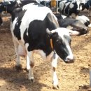 아람목장 이미지