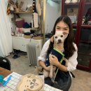 댕굴 댕굴 이미지