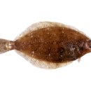 미주구리 이미지