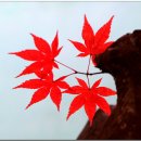 백봉초등학교 이미지