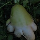 울진장날 Daum카페