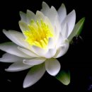 사랑의연못 이미지