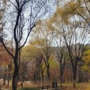 성림농원 | 가을 대구 1박 2일 여행 (마죠리, 대구수목원, 녹양구이, 마이캐빈, 성림복어, 수성못, 미래농원 mrnw)