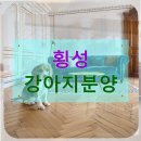 강아지영토 | 횡성 강아지분양 말티푸 입양으로 시작하는 우리 가족의 여름