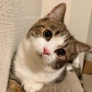 기웃