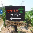 두동편백 이미지