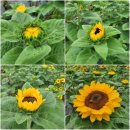 [함안 여행] 제14회 강주해바라기 축제 6/18~7/2 | 주차, 입장료, 먹거리 찐 후기 (아이와 가기 좋은 곳)