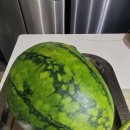 덜익은 복수박 이미지