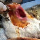 향남메디동물병원 이미지