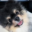 소망켄넬 이미지