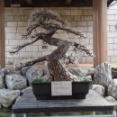 서울참새 이미지