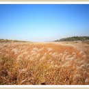 장암 송죽 억새길 이미지