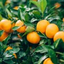 상점농장 이미지