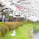 서울 벚꽃 명소 석촌호수 벚꽃 둘레길 야경 주차팁