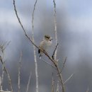 여주-1033 이미지