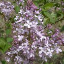 오월의수수꽃다리 이미지