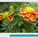 월곡초교 이미지