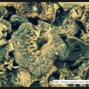 산채마을 능이백숙 이미지