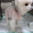 제일2차동물메디컬센터 이미지