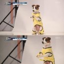 슈퍼독 이미지