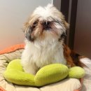 살롱드멍뭉 이미지