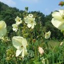 야생화 - 구례군 하관길 70-1 | 야생화