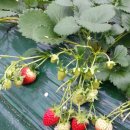 덕산기 농장 이미지