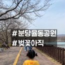 반디어린이공원 | 분당 율동공원 벚꽃 개화 상태 (3월 29일) 주차 꿀팁까지 총정리